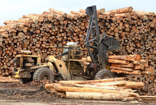 油价上涨,国内进口木材价格恐将提高
