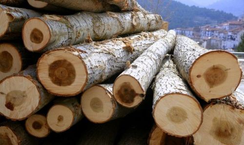 进口松木价格大涨,国产松木的机会来了
